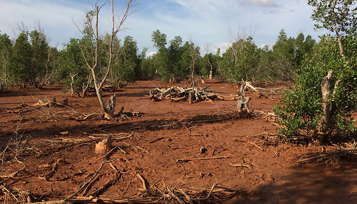 Eden Reforestion Project Madagascar 2