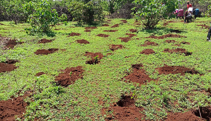 Eden Reforestion Project Kenya 2